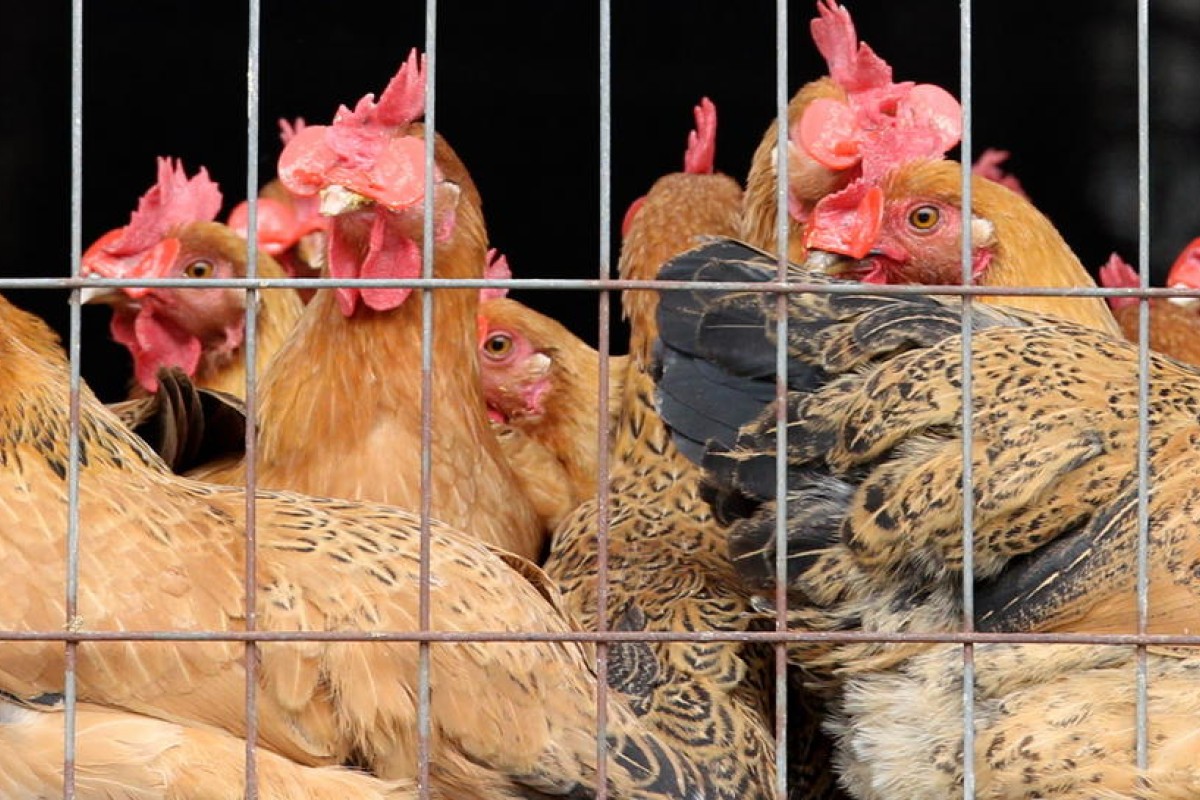 Live poultry sale curbs in store for more Pearl River Delta cities
