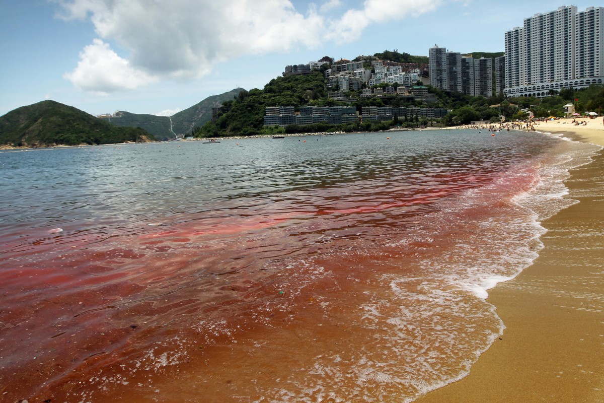 Nude Beach In Tropics - Hong Kong's algal blooms - red alerts from nature | South ...