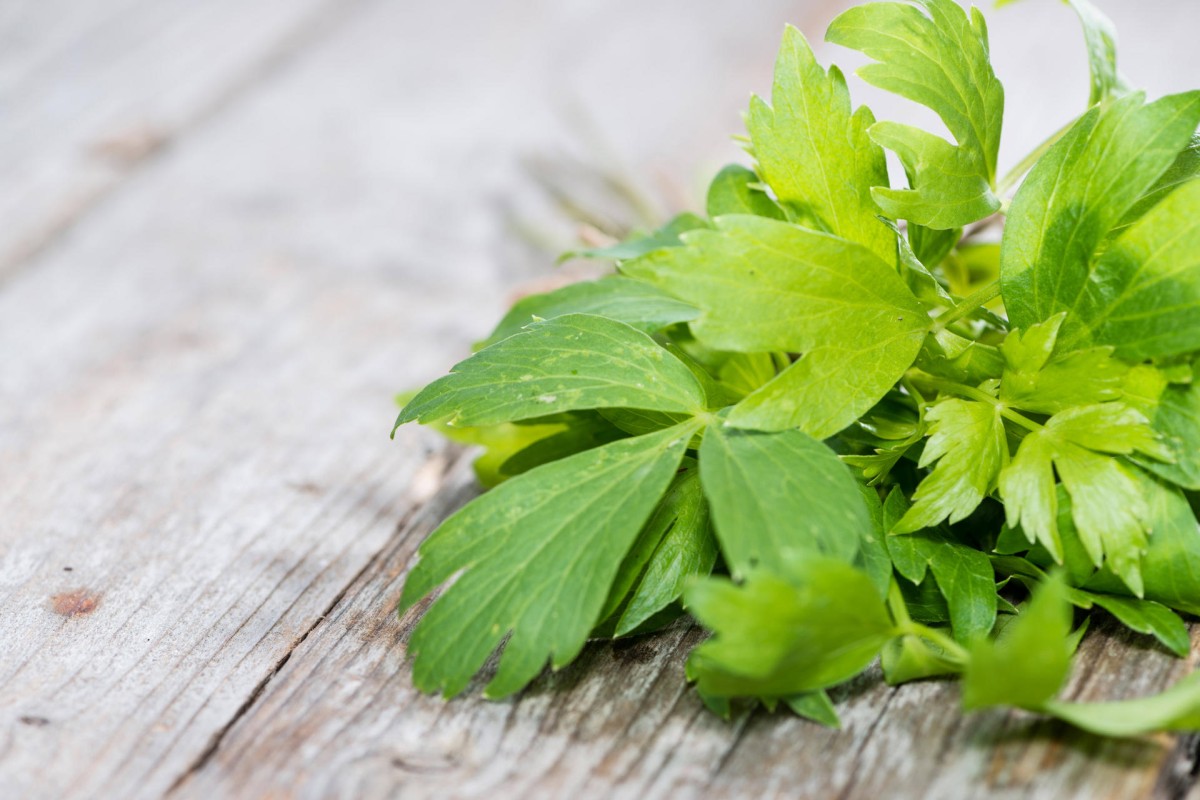 Lovage: forgotten herb that's now back in favour | South China Morning Post