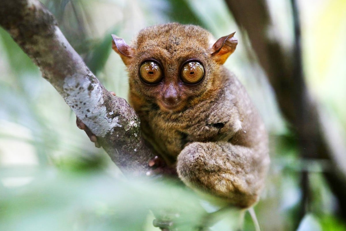 Wide-eyed at night? It could be in your genes | South China Morning Post