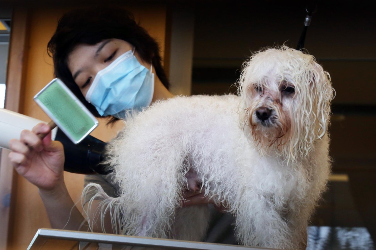 Hong Kong pet grooming, cremation services get a mauling from consumers