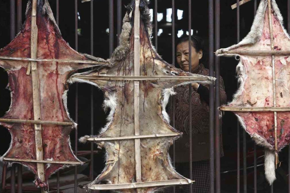 Philippines orders 13 treated after eating meat of rabid dog South China Morning Post