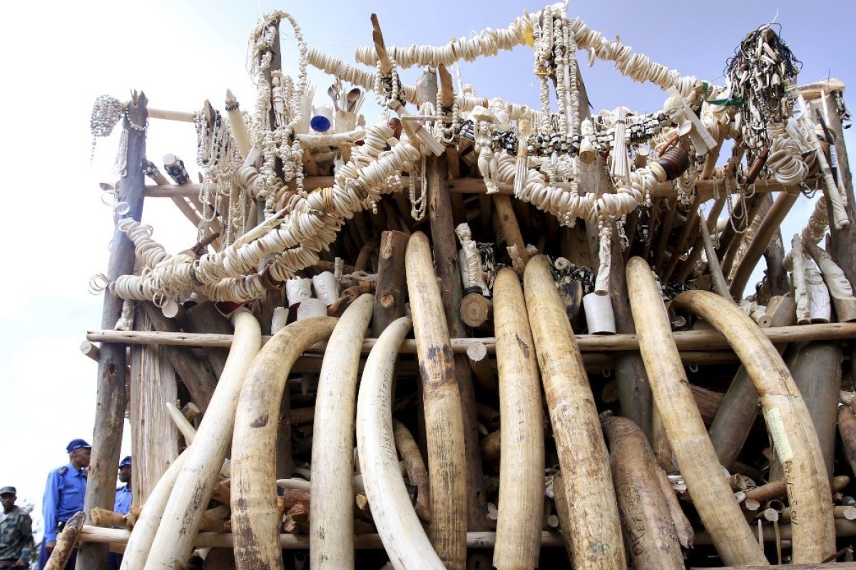 Hong Kong Pupils Learn About Gory Realities Of African Ivory Trade    Afr100 49056223 