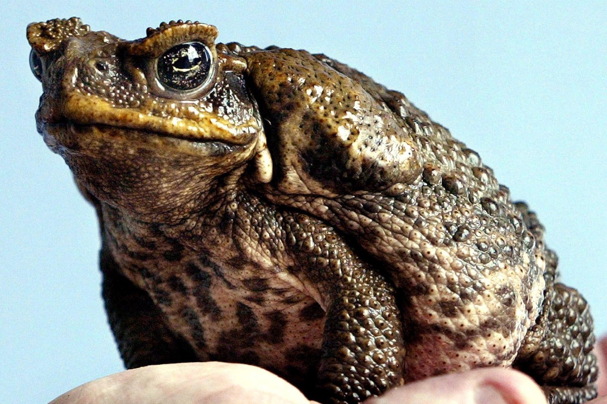 Australian cane toads by the million lined up for export to China as ...