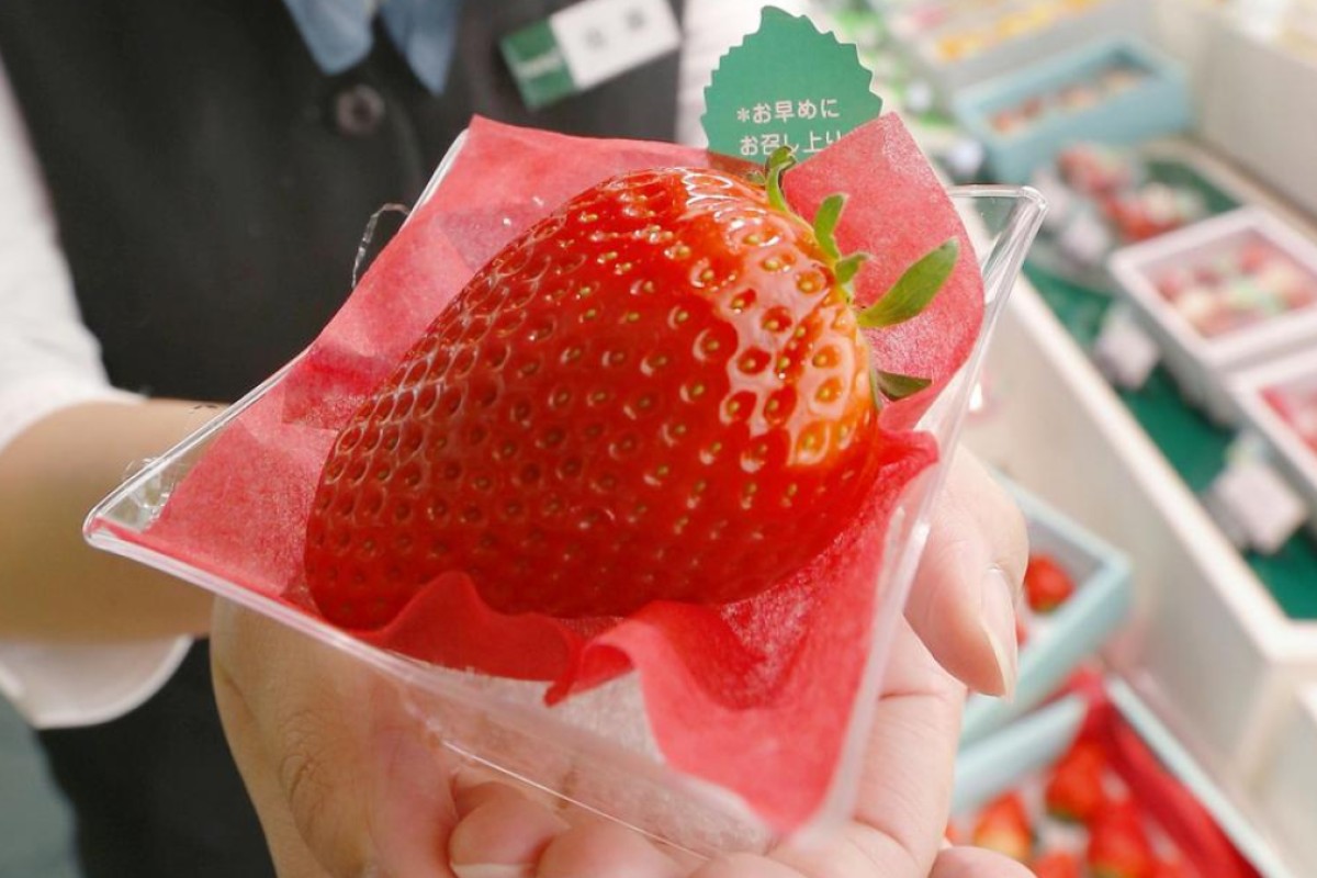 Would You Pay Hk 3 500 For One Strawberry In Japan They Do South China Morning Post