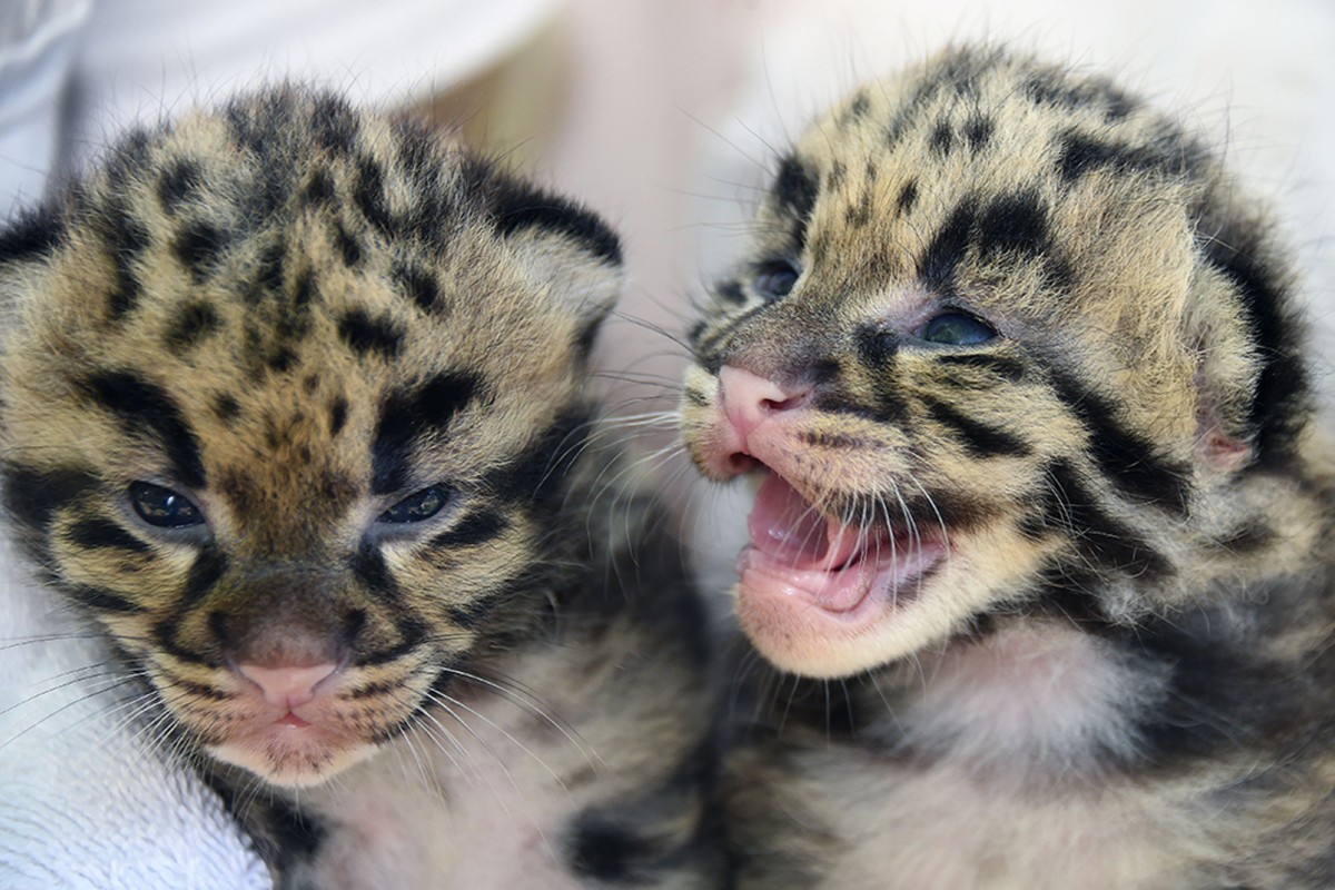 Hello kitties: Rare and adorable clouded leopard kittens born at Miami