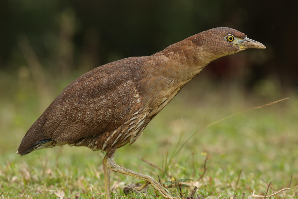 Endangered Japanese night heron spotted in Sai Kung enclave South