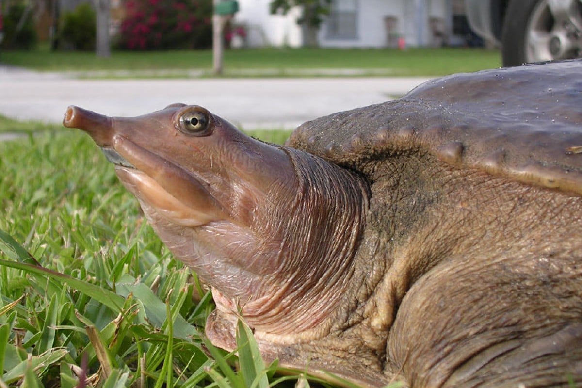 New fossil shows how soft-shelled turtles have barely changed in 120