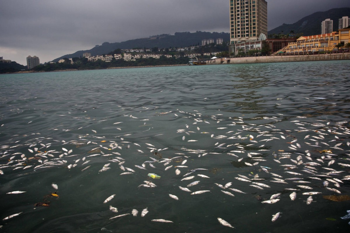 Thousands of dead fish found off Hong Kong's Lantau island leaves