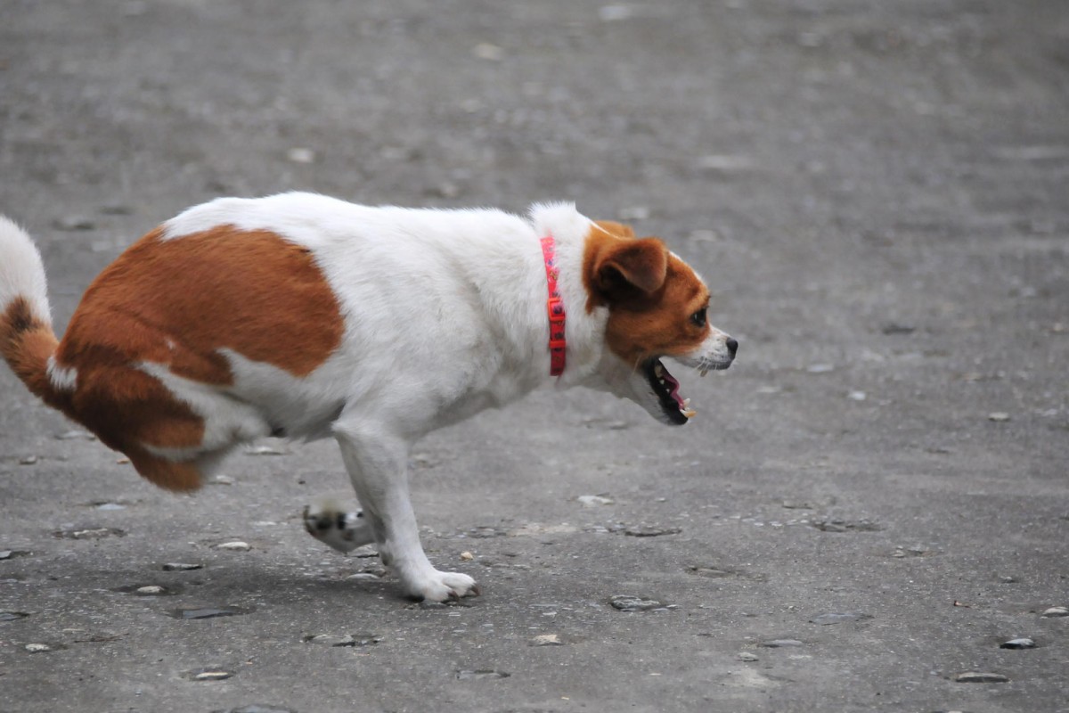 Hong Kong charity gives crippled stray dog a leg up in life | South
