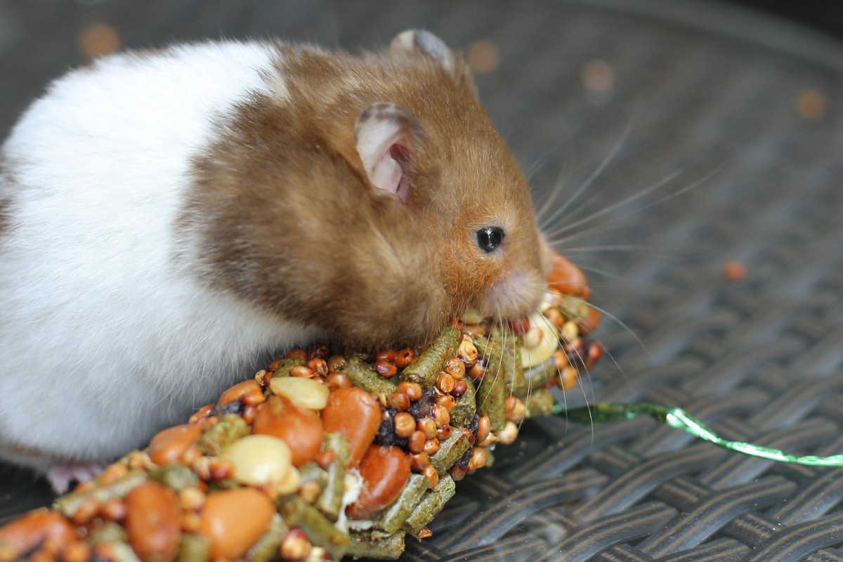 Fish ideal pets for teaching children responsibility | South China