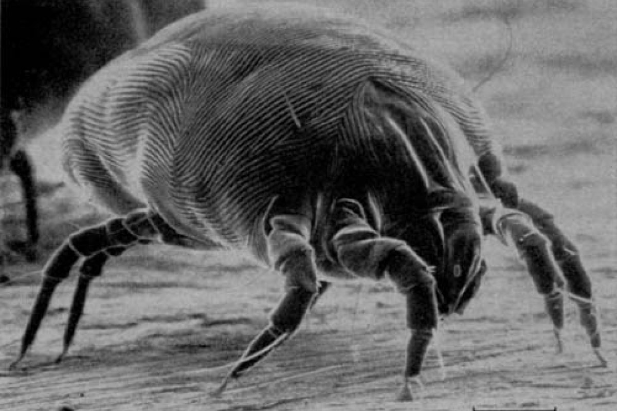 Scientists Raise Alarm Over Dust Mites Infesting Hong Kong Homes