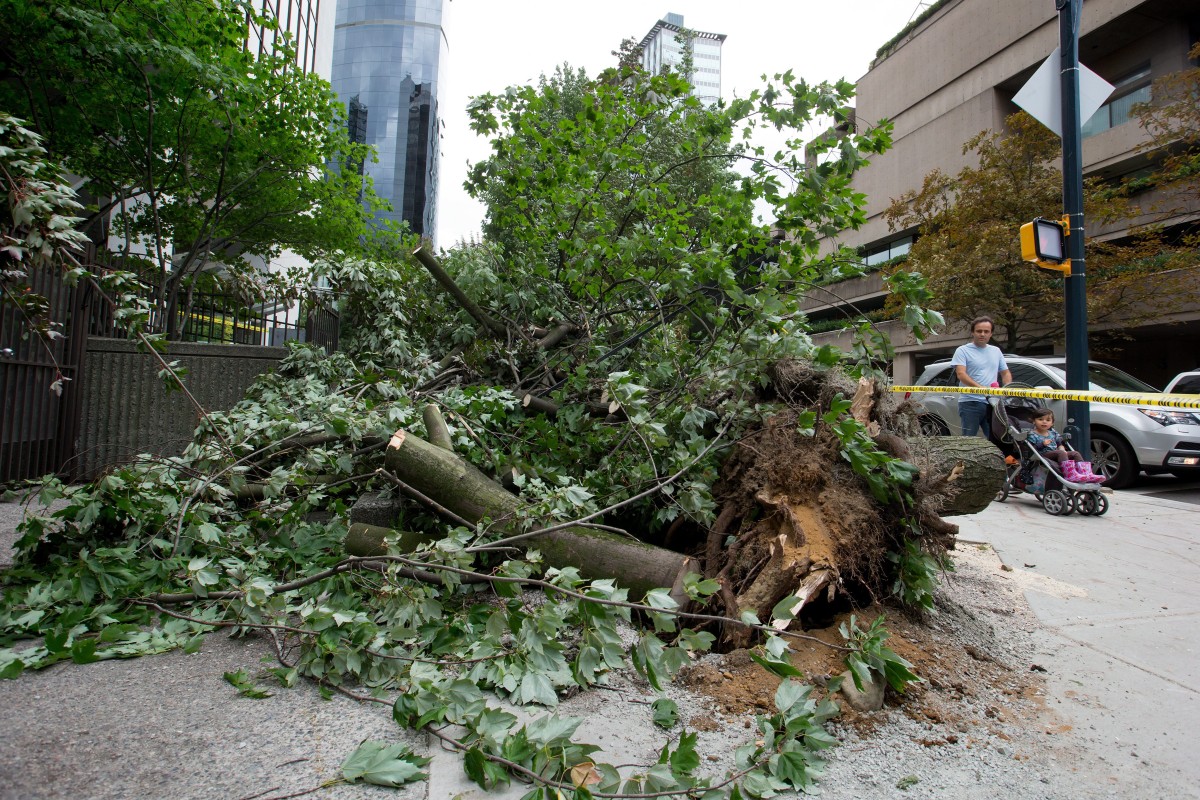 Ferocious Vancouver windstorm downs trees, leaves 500,000 without power