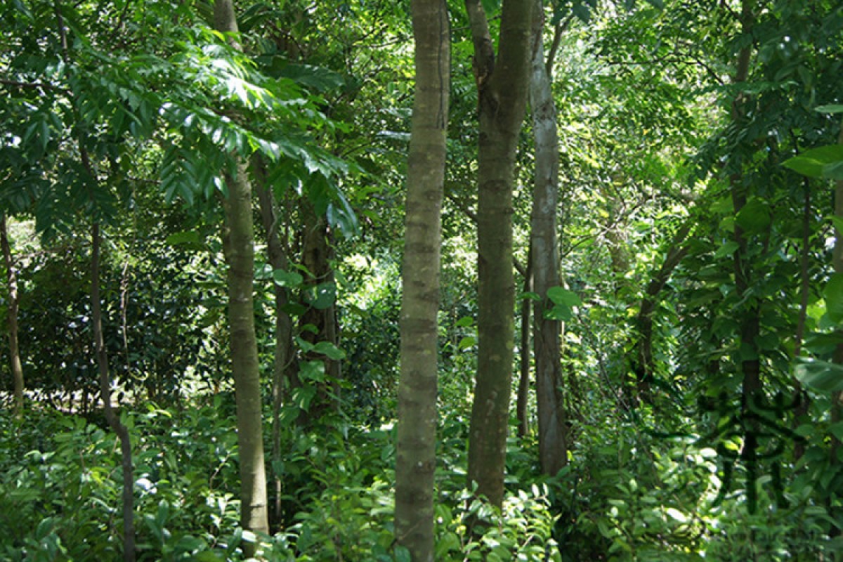 Thieves blasted for trying to steal valuable trees from Chinese ...