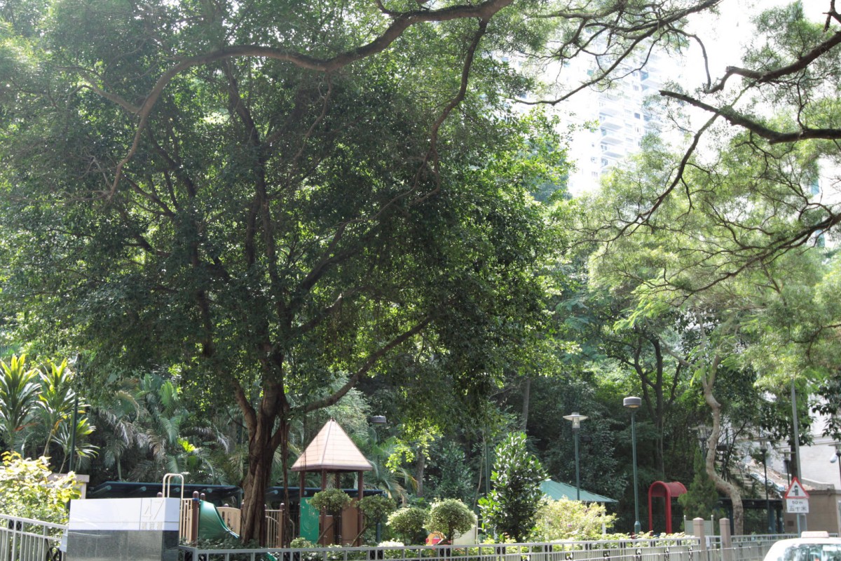 Poor tree care puts Hong Kong's green heritage at risk, warn experts ...