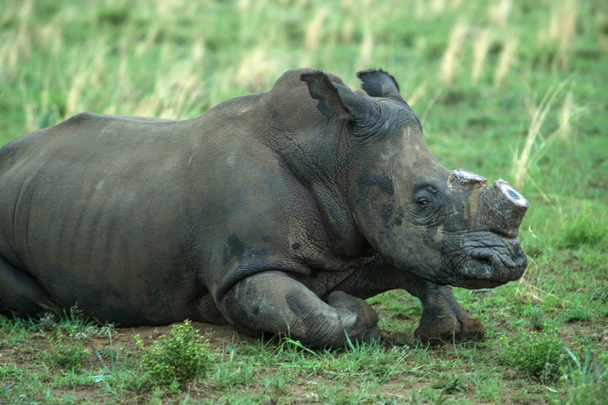 Horns value rhino The Hard