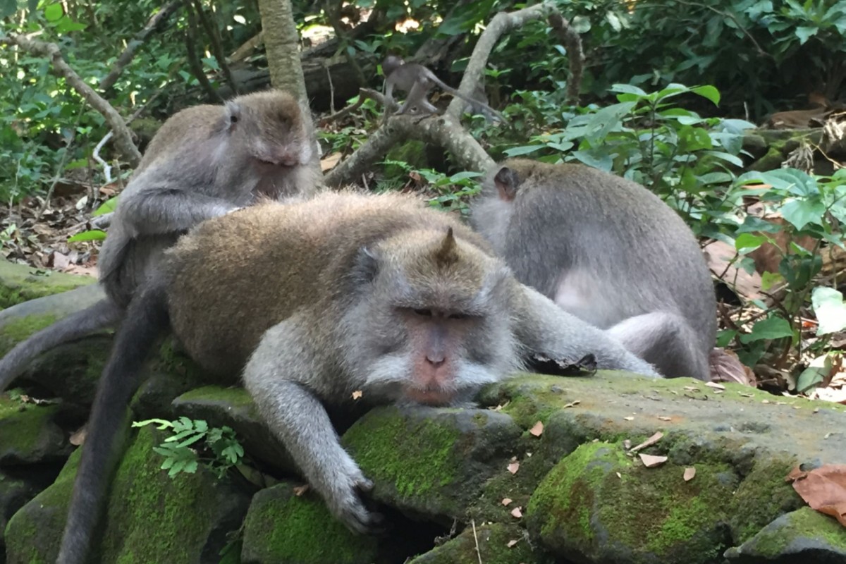 Dozens of Monkeys Descend on Tsz Wan Shan Primary School South China