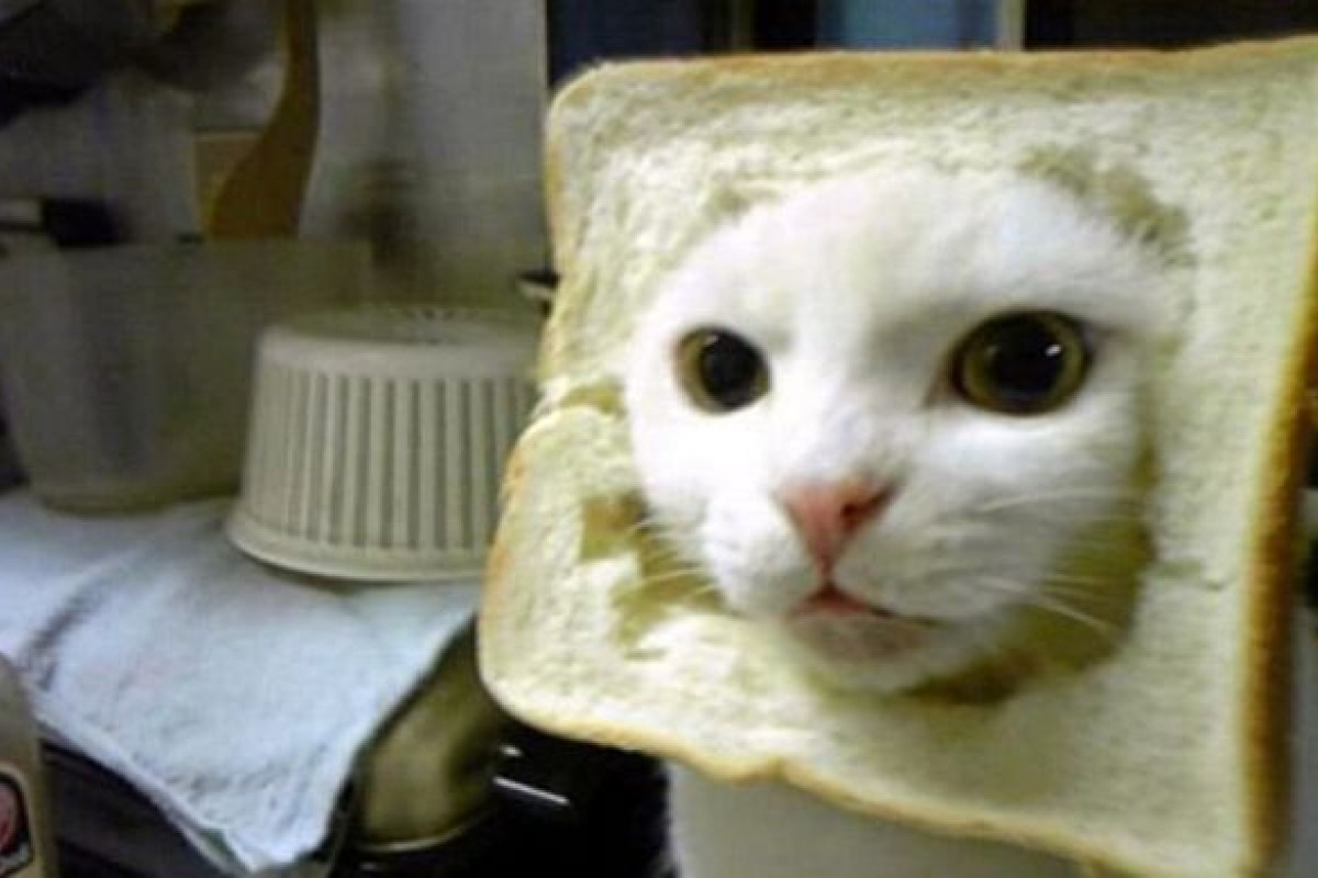 Five Funny Pet Websites | South China Morning Post