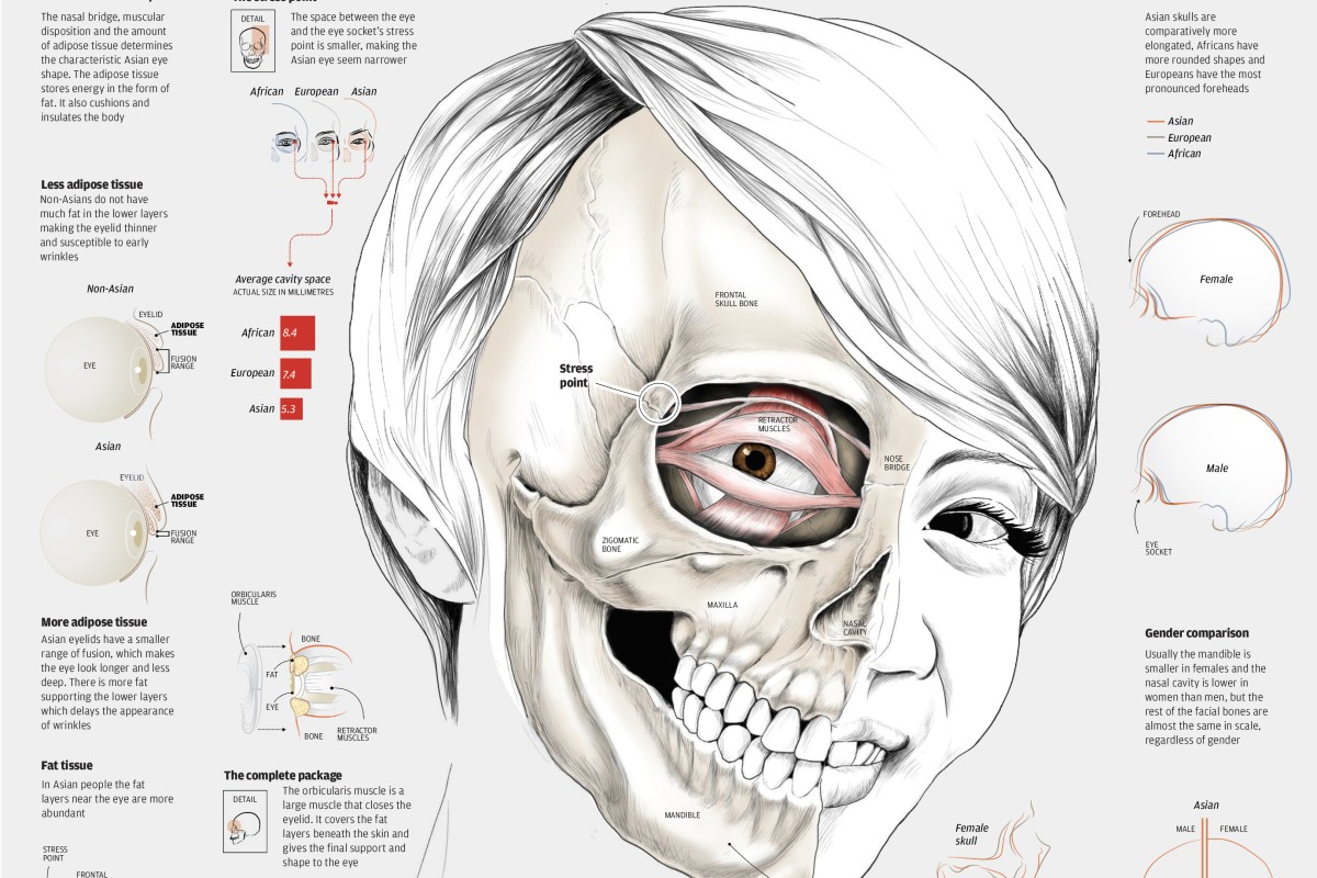 It is an image of Hilaire Asian Face Drawing This is a picture of Hilaire Asian Face Drawing