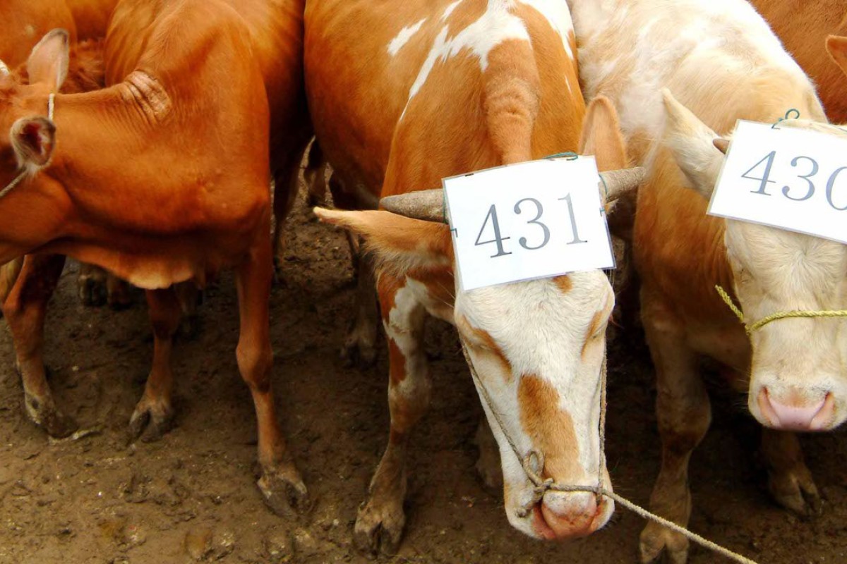 China To Build World S Biggest Animal Cloning Factory In Tianjin South China Morning Post China To Build World S Biggest Animal Cloning Factory In Tianjin South China Morning Post