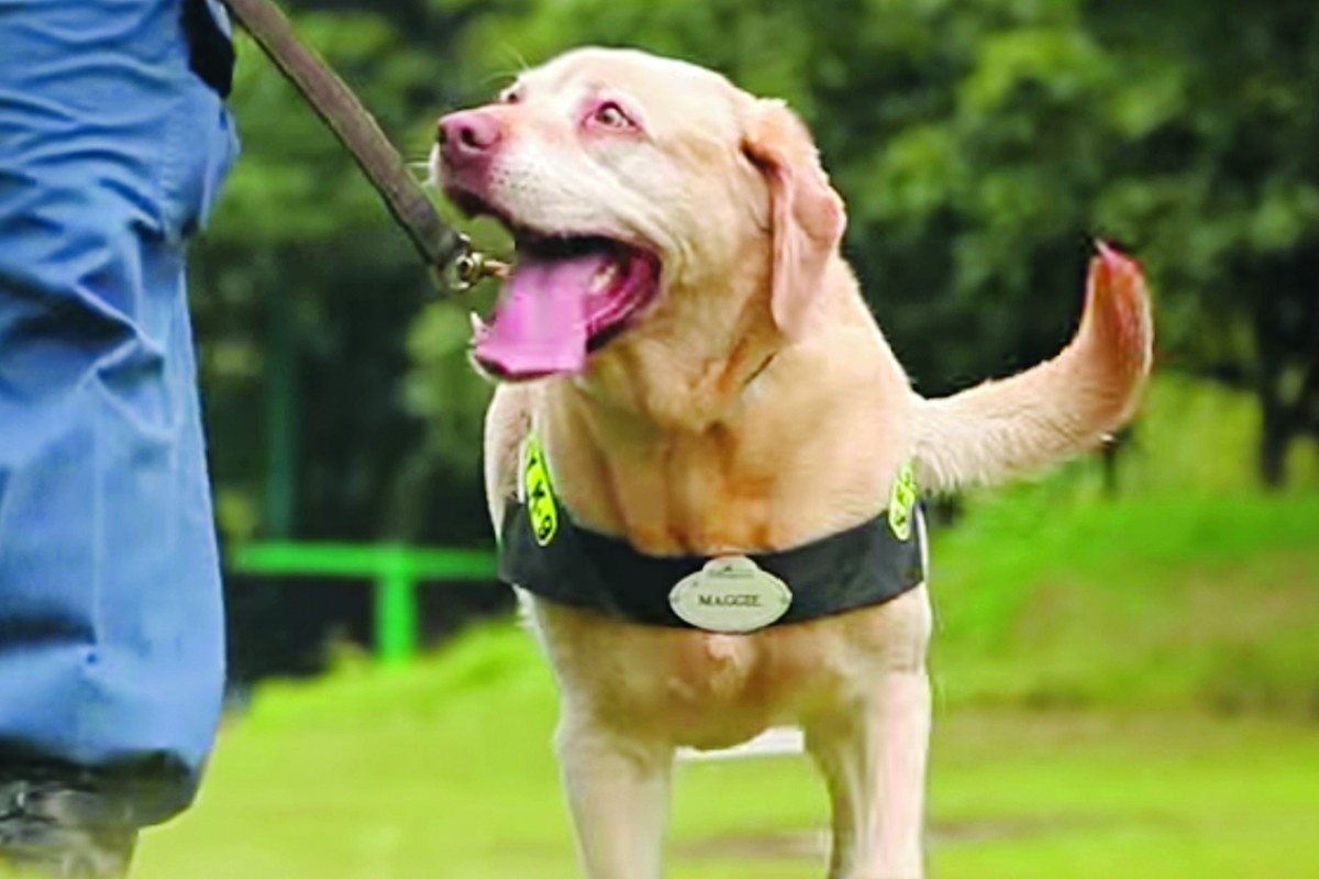 Muzzle this dog patrol business, urges Hong Kong animal welfare group
