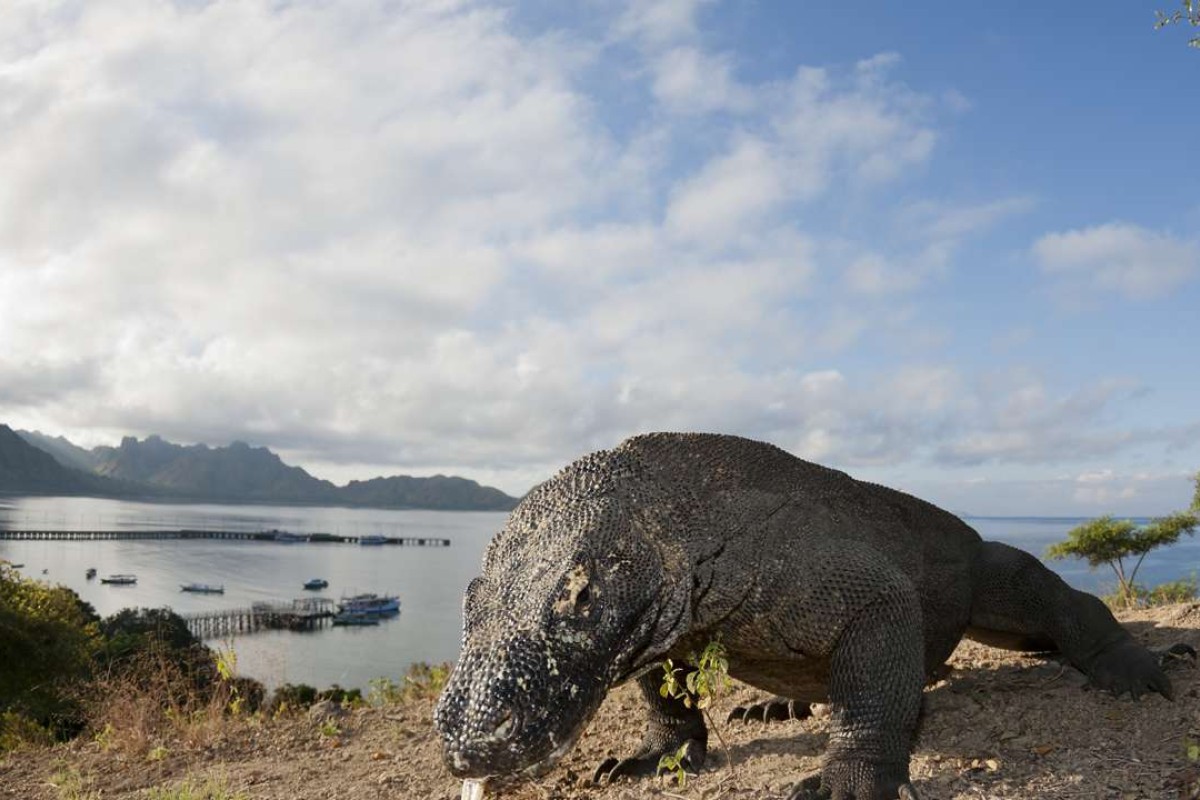 What A Flood Of Extra Tourists Means For Indonesia S Komodo