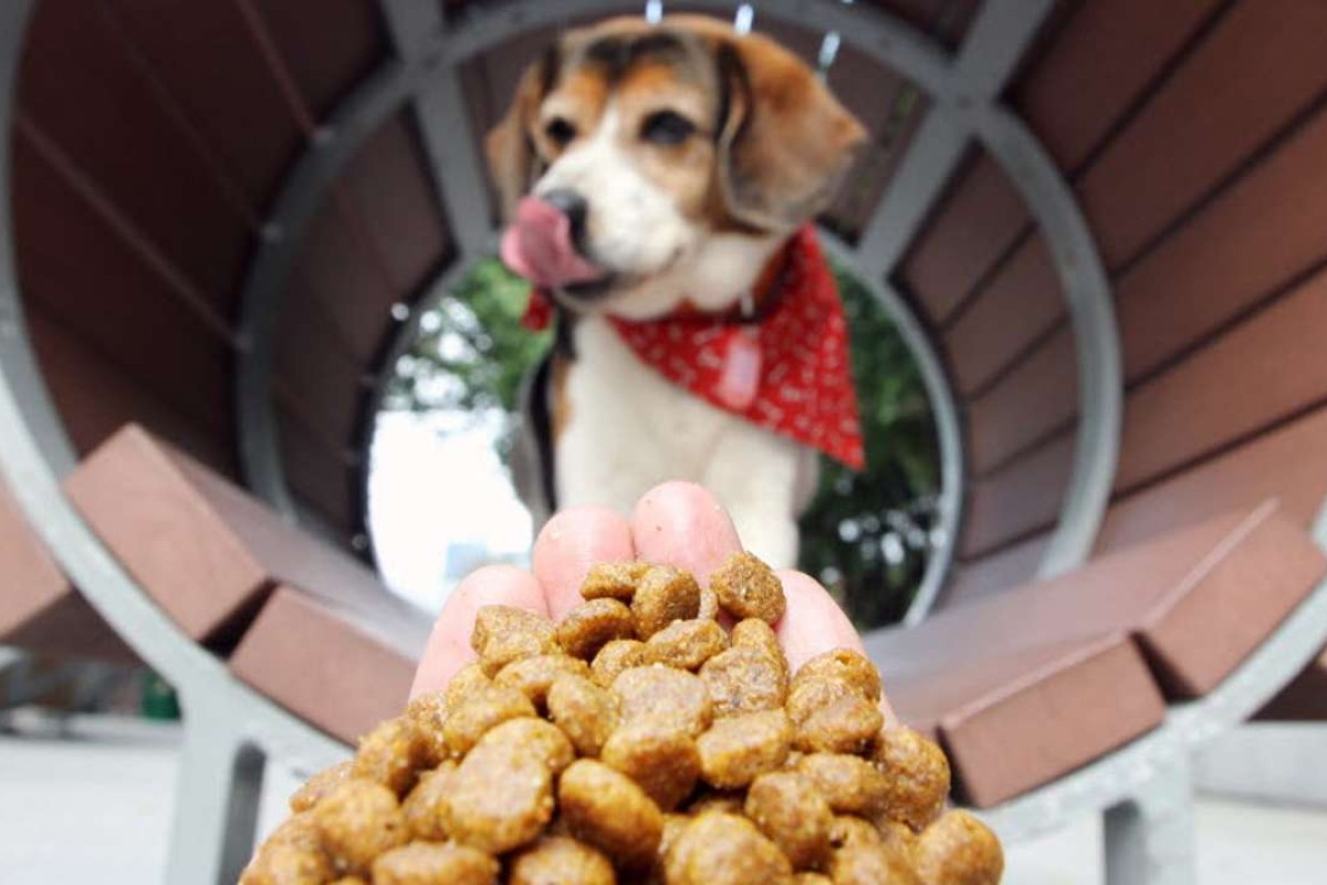 Pet food plea Hong Kong government urged to speed up legislation on
