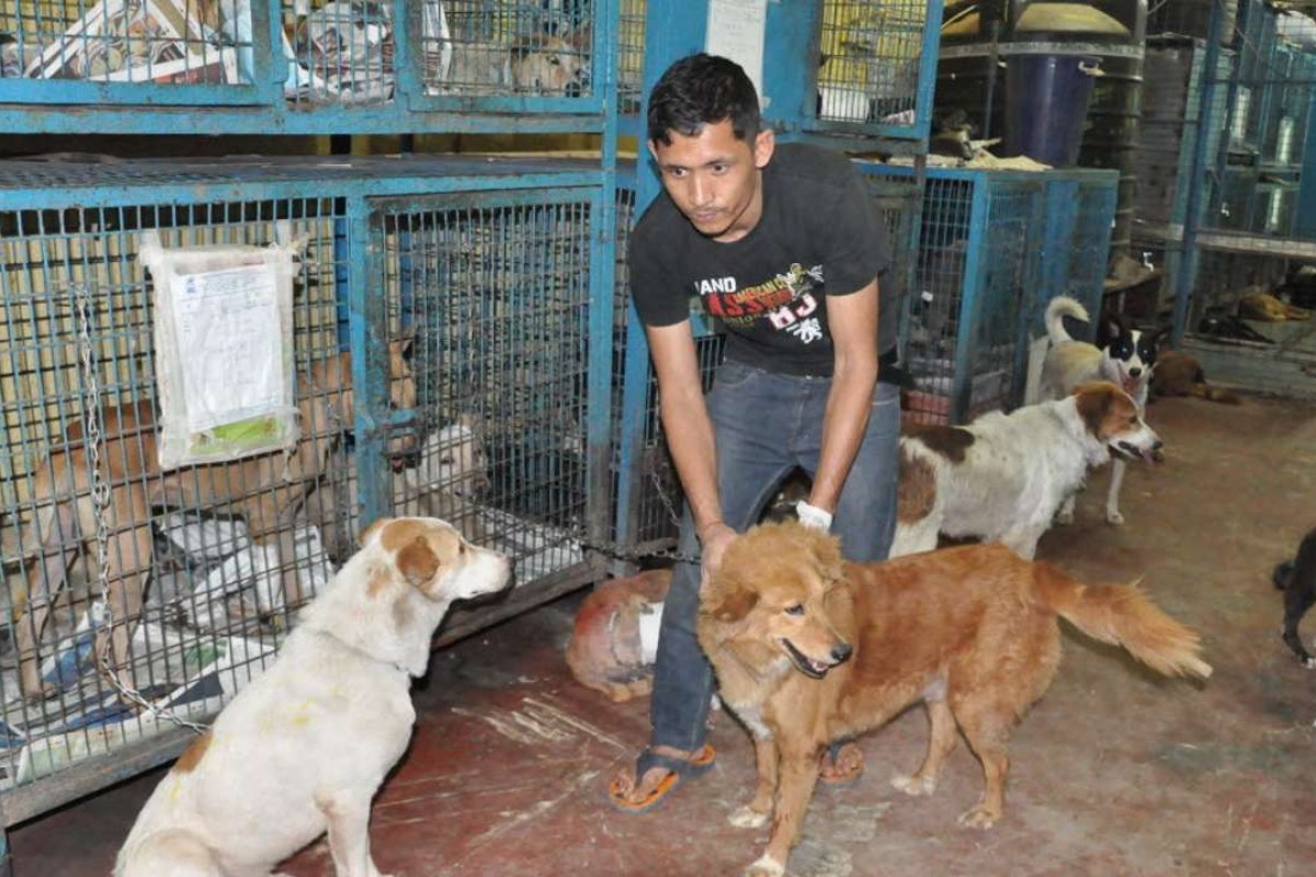 Cruelty Against Stray Animals On The Rise In India Amid Lack