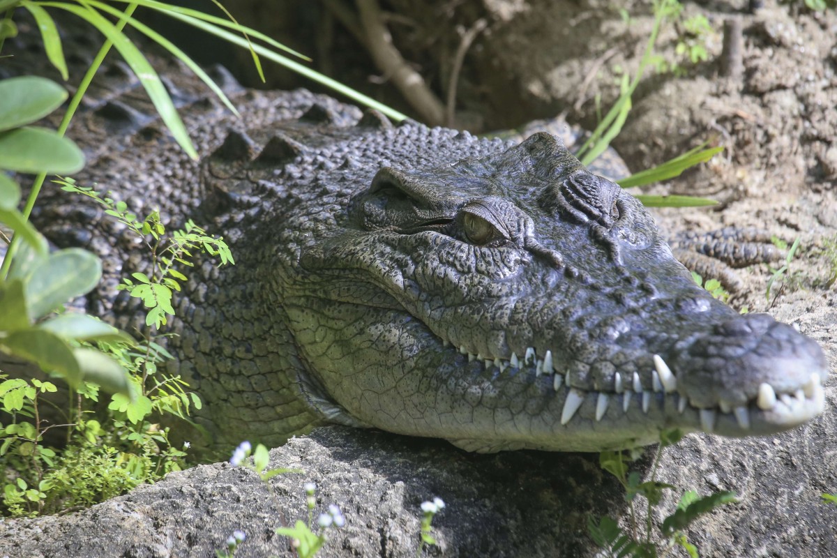 Catching Up With Pui Pui Crafty Croc Who Captivated Sars Weary