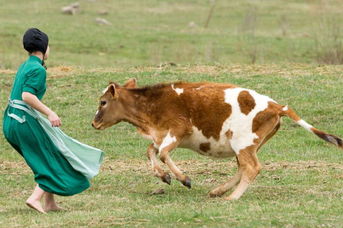 Breathing easy why children on traditional Amish farms don’t get