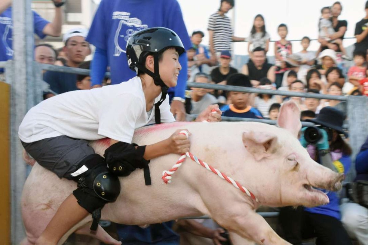 Plug pulled on annual Japanese pig rodeo event after abuse outcry ...