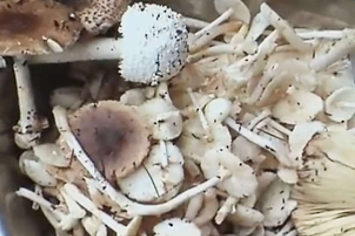 Chinese family of seven take ill after eating poisonous wild mushrooms