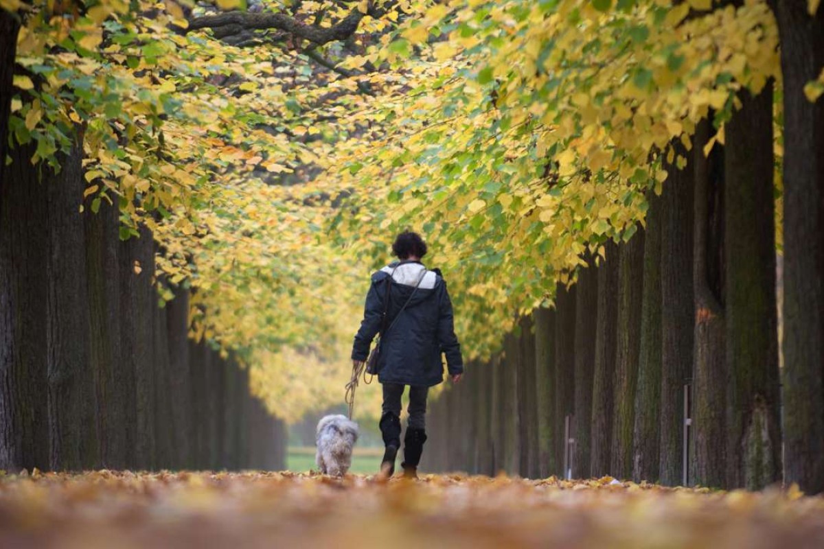 Why owning a dog in Hong Kong is still harder than in many