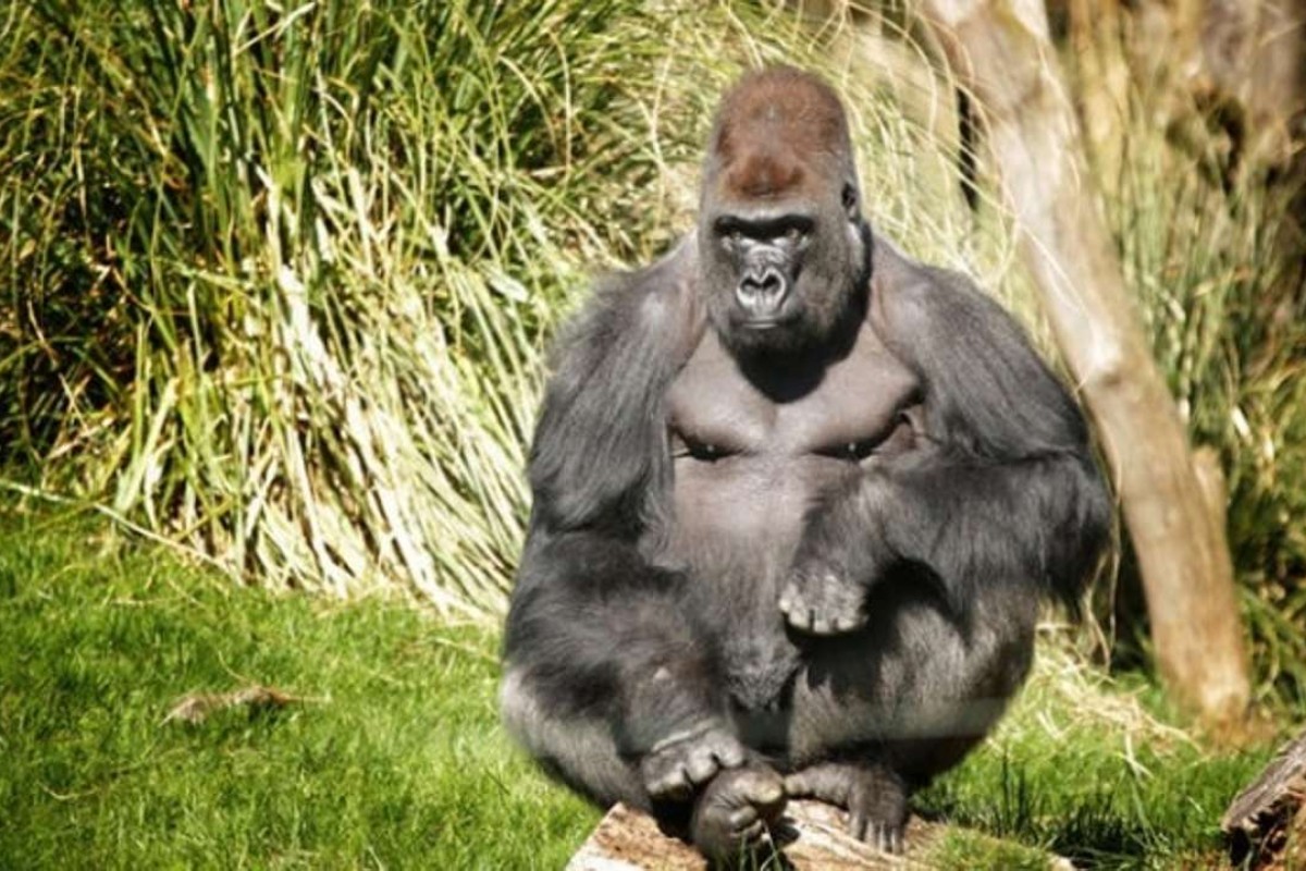 Our Gentle Giant Wild View