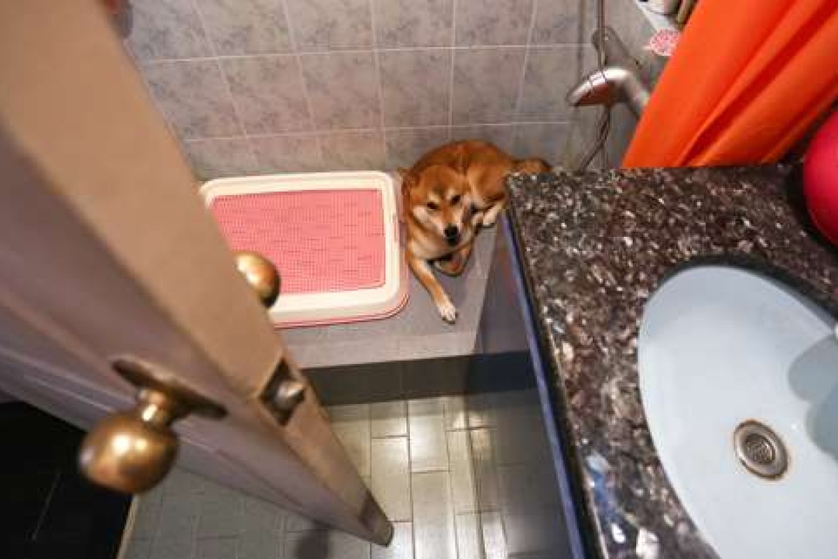 Owning A Dog In A Hong Kong Shoebox Apartment Is No Walk In