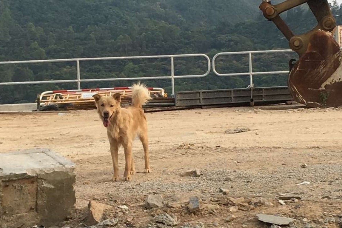 Call for animal rescue groups to take in dogs displaced by Anderson Road  Quarry takeover | South China Morning Post