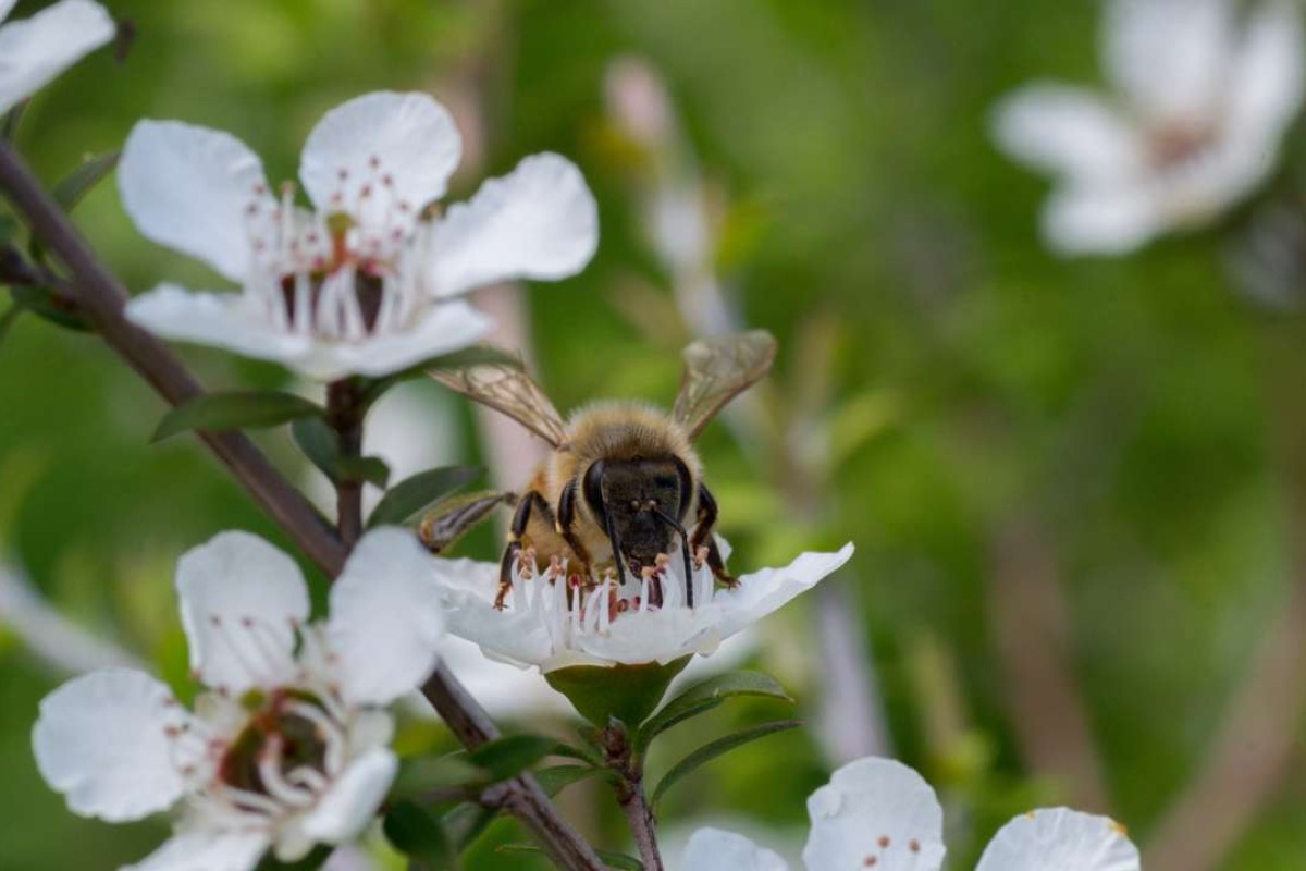 honey wars: what's killing new zealand's manuka bees? | south china