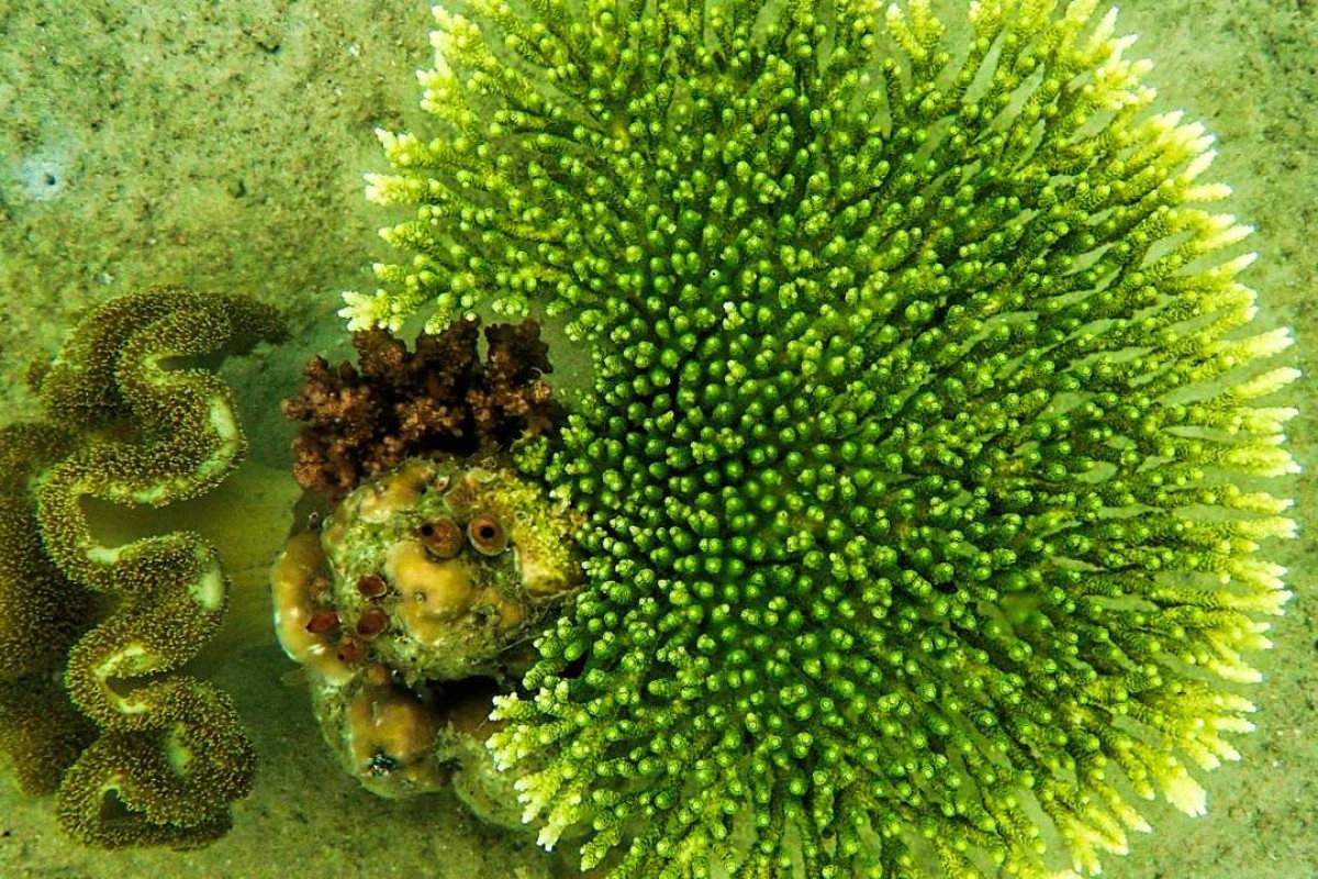 Download 98 Koleksi Gambar Flora Maluku Paling Baru Gratis