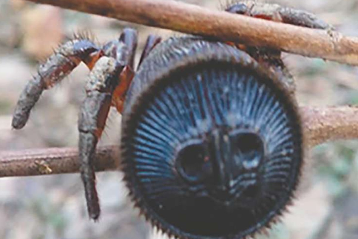 Trapdoor Spider For Sale Chinese Villager Finds Cultural Seal That Turns Out To Be Rare Spider First Recorded 1 000 Years Ago South China Morning Post south china morning post
