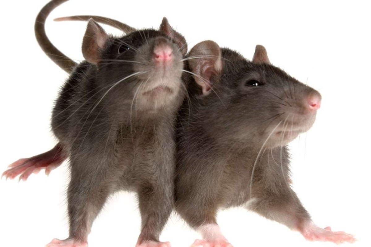 Rodents beware Jakarta offers cash reward for live rats in vermin