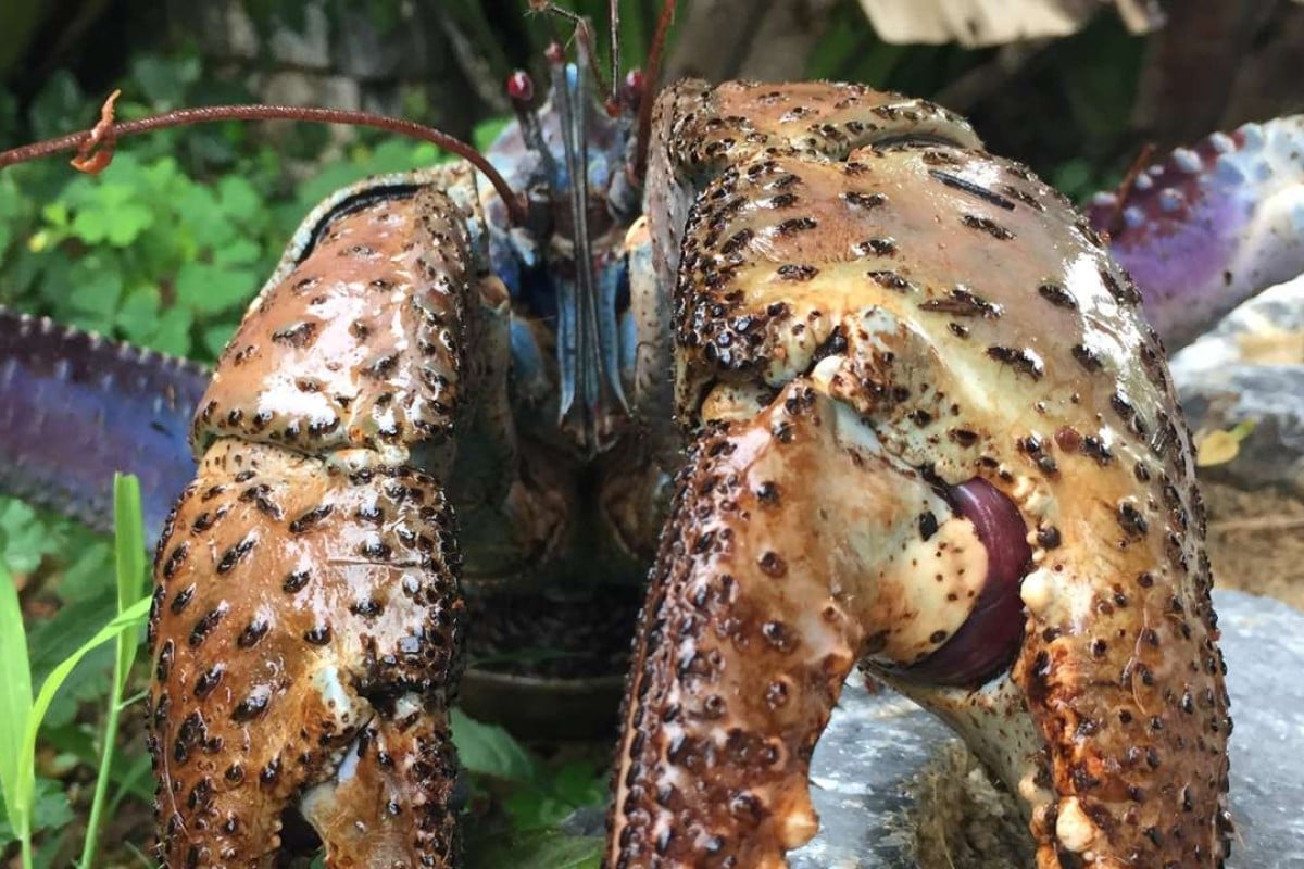 Clawed almighty coconut crab’s pincers are outrageously powerful