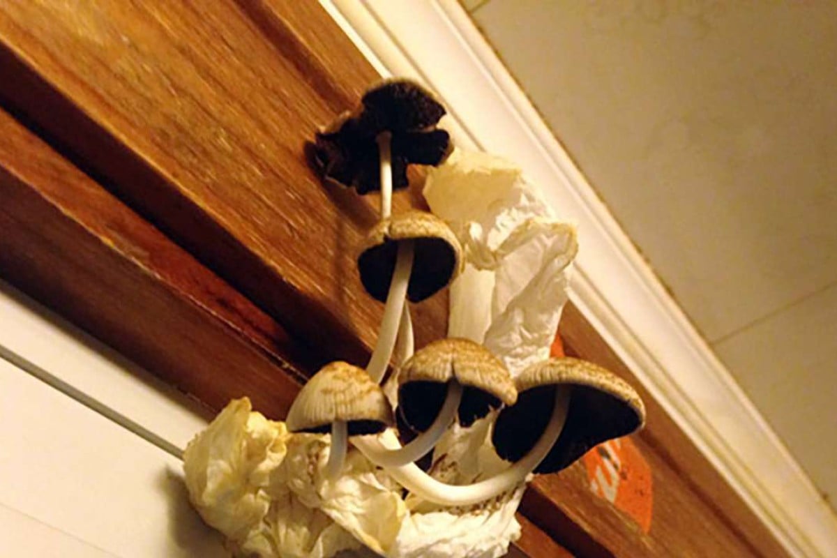 Mushrooms Growing In Shanghai Family S Flat After Upstairs Neighbour Mushrooms Growing In The Family S Flat Photo Thepaper Cn