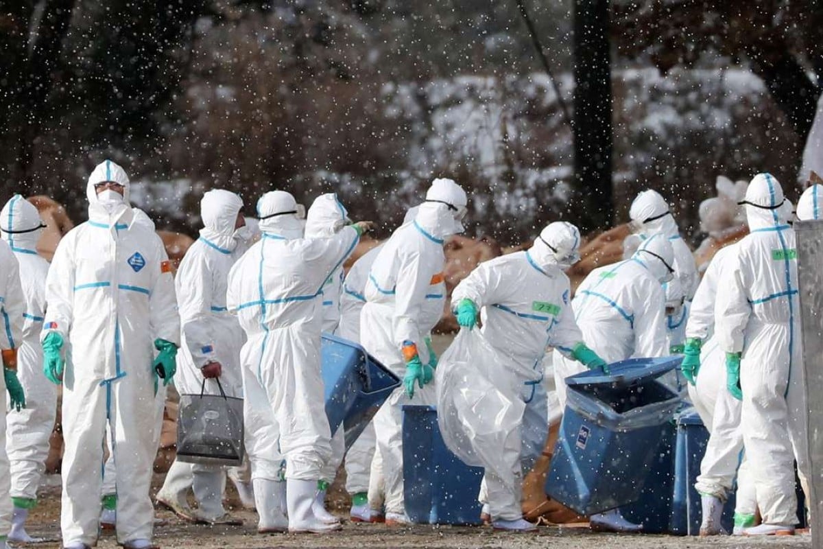 China Confirms Third Case Of Human Bird Flu In A Week | South China ...