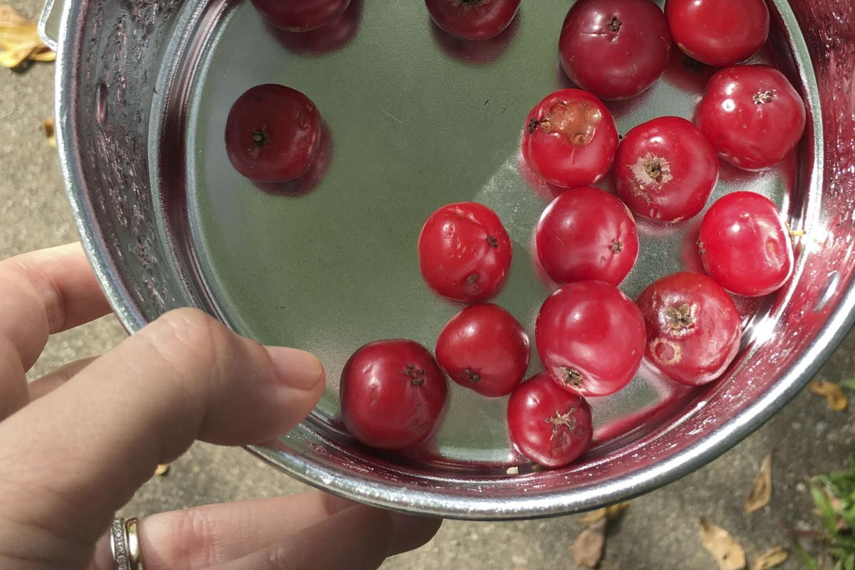 The Foragers Of Singapore How To Find Edible Plants Growing Wild And The Foods And Drinks To Make From Them South China Morning Post