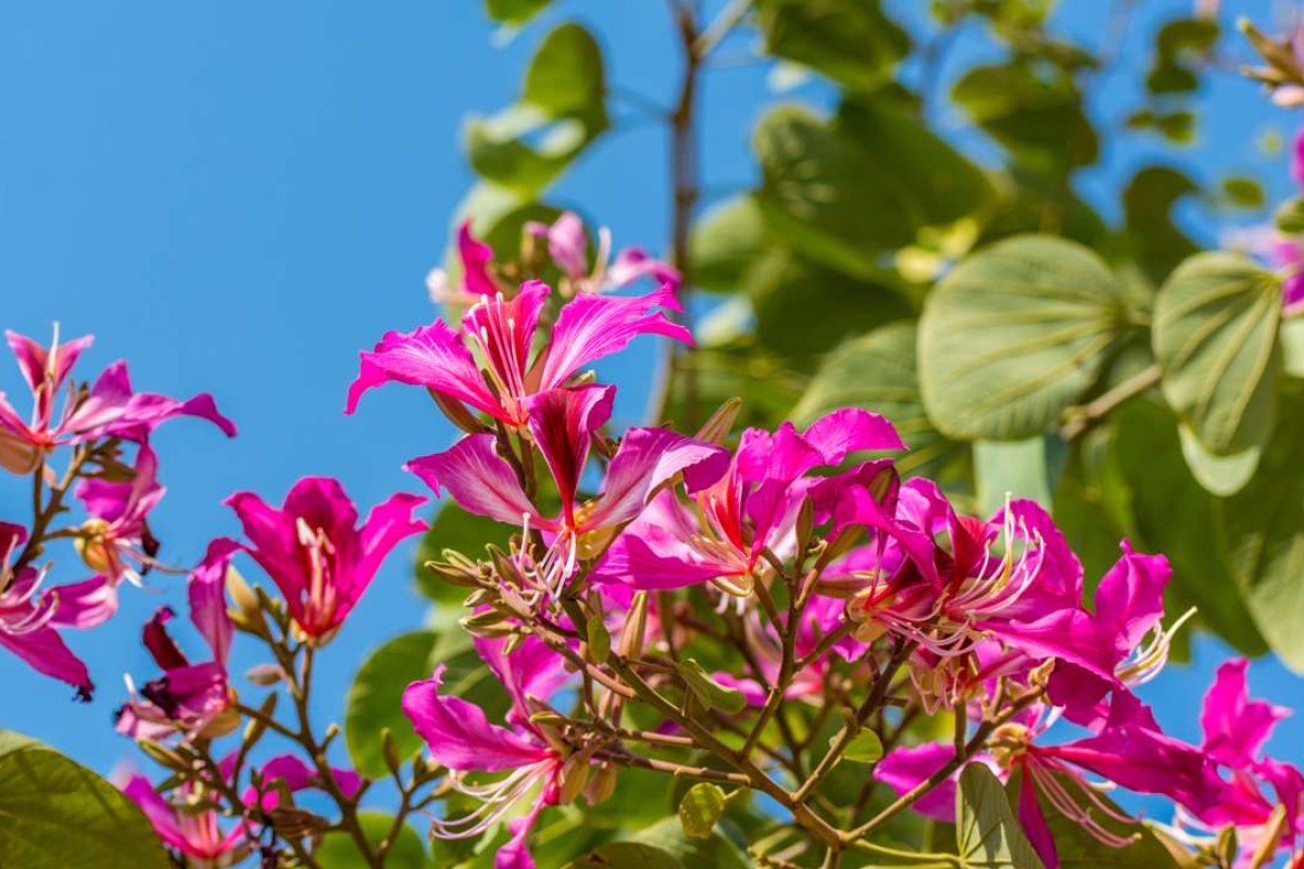 How The Bauhinia Flower Became Hong Kong S Emblem South China Morning Post