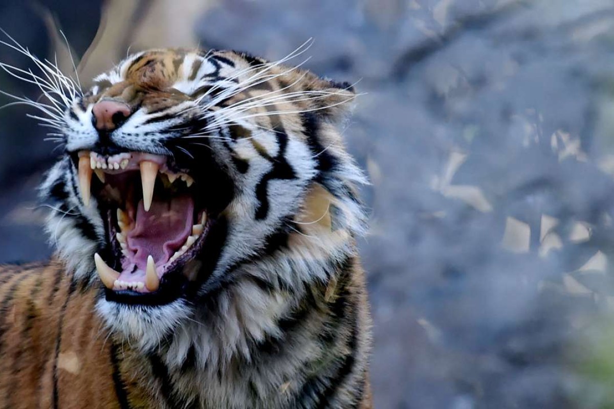 Sumatran Tiger Attacks Group Of Five After Nightfall, Mauls Indonesian ...