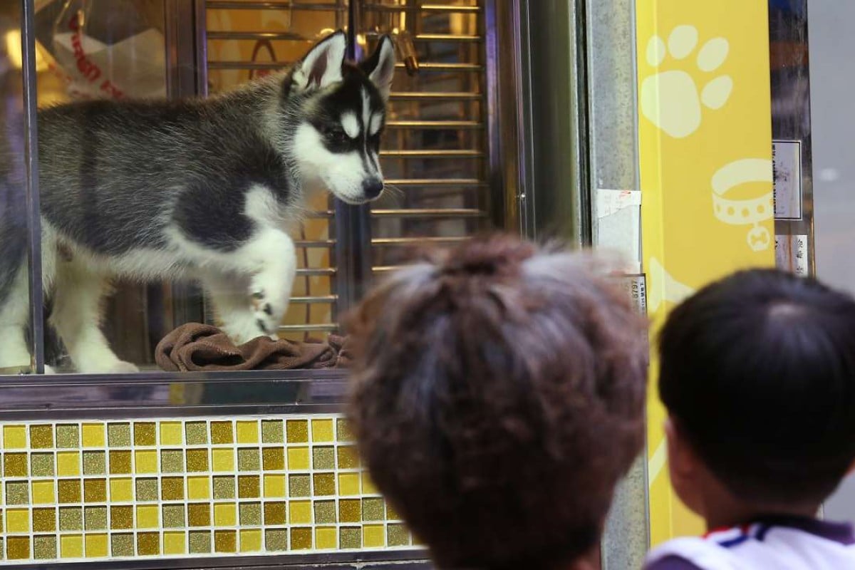 Doubts over enforcement of Hong Kong’s tighter dog breeding laws