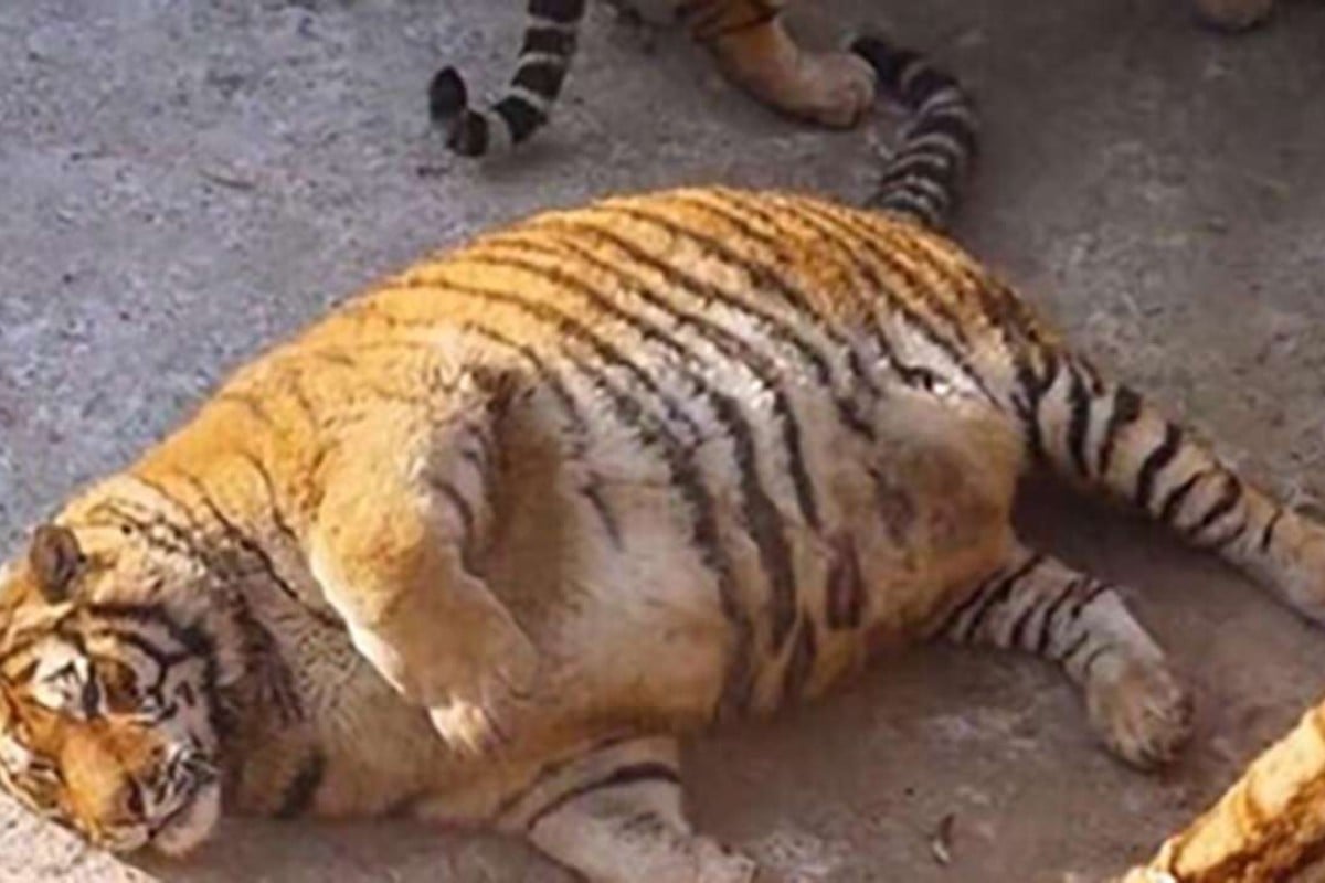 Obese' Siberian tigers in China zoo raise giggles but also health concerns  | South China Morning Post