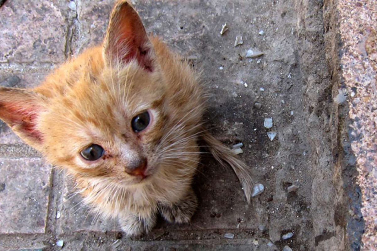 Indian textbook taught children how to suffocate kittens as part of