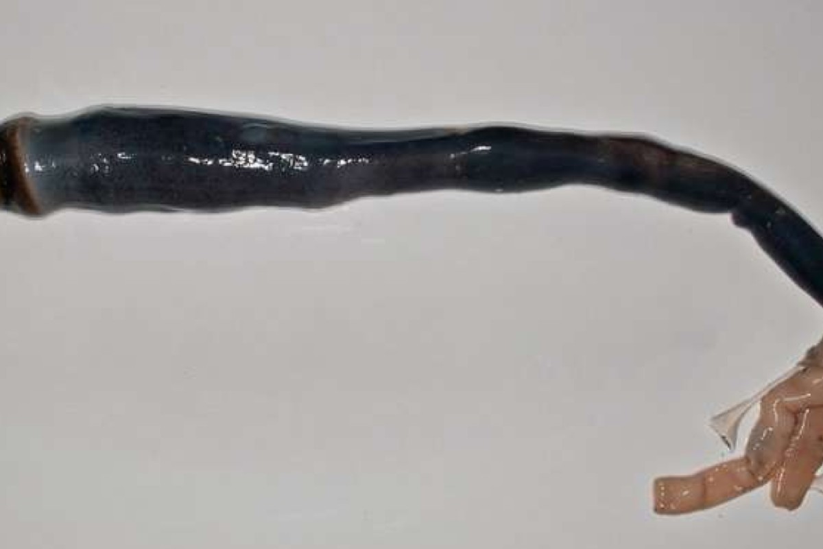 'Unicorn of mollusks': scientists discover mysterious clam ...